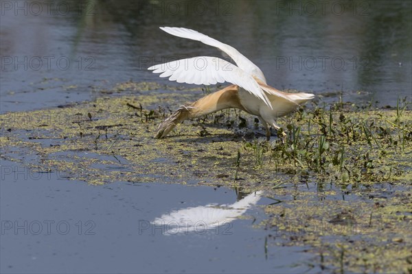 Squacco heron (Ardeola ralloides) foraging