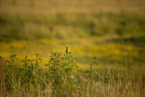 Meadow Wagtail (Motacilla flava)