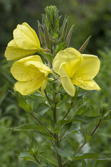 Flowers of a common evening primrose (Oenothera biennis)