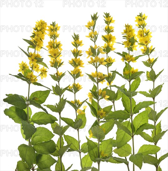 Yellow loosestrife (Lysimachia vulgaris) on white ground