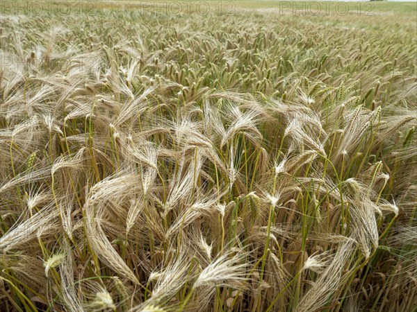 Grain field in the Rundlingsdorf Meuchelfitz