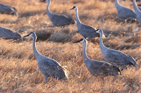 Sandhill crane (Grus canadensis) foraging