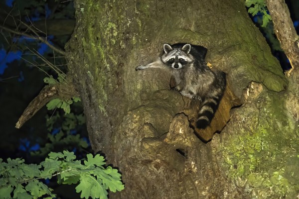 Raccoon (Procyon lotor) in front of its tree den