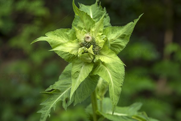 Cabbage Thistle (Cirsium oleraceum)