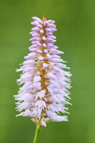 Common bistort or European bistort (Bistorta officinalis) blooming on a medaow