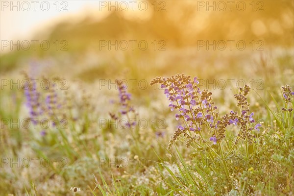 Meadow clary (Salvia pratensis) blooming in a meadow