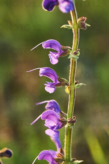 Meadow clary (Salvia pratensis) blooming in a meadow