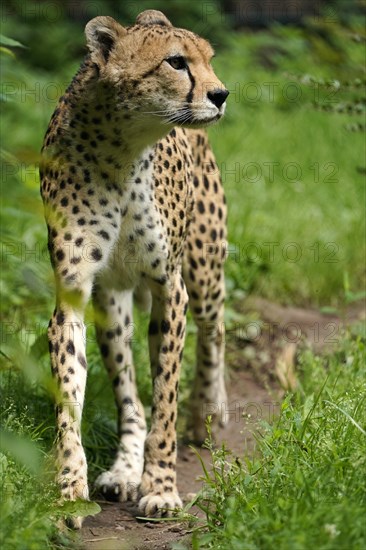 Sudan cheetah (Acinonyx jubatus soemmeringii)