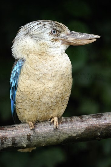 Blue-winged Kookaburra (Dacelo leachii) Blue-winged Kookaburra