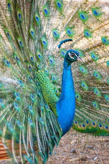 Peacock Indian peafowl (Pavo cristatus) beats wheel