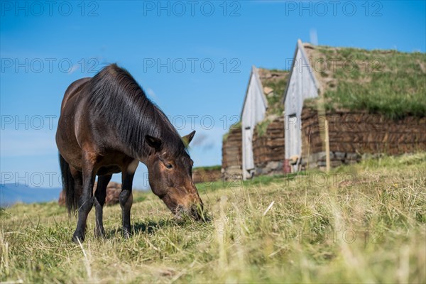 Grazing Icelandic horse (Equus islandicus) in front of horse stable and tool shed in original peat construction