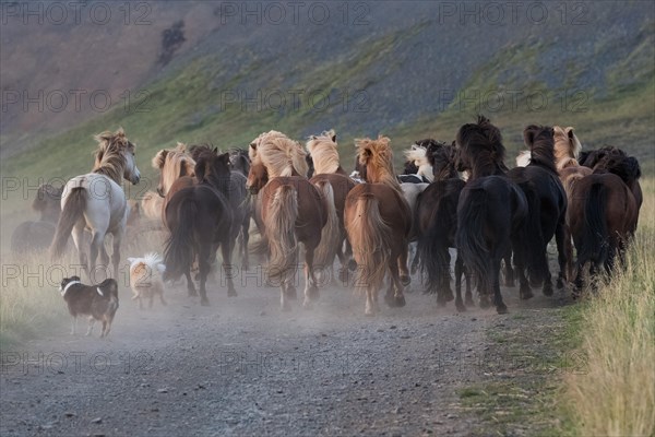 Dogs helping to round up Icelandic horses