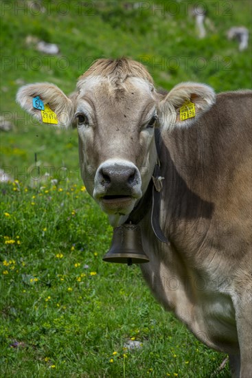 Tyrolean grey cattle on a pasture