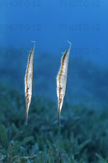 Aeoliscus punctulatus (Aeoliscus punctulatus) swimming over seagrass beds