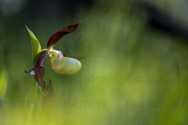 Yellow lady's slipper orchid (Cypripedium calceolus)