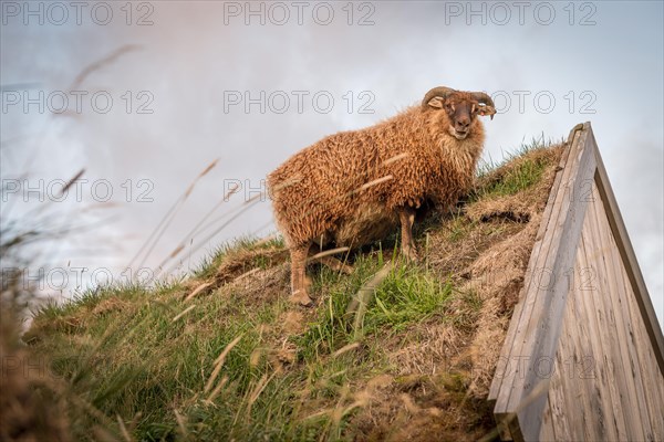 Sheep standing on horse stable in original peat building