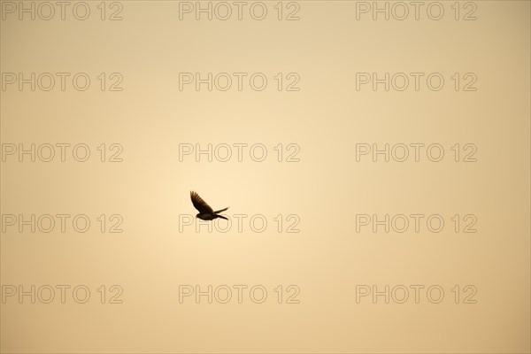 Eurasian Skylark (Alauda arvensis) Prignitz