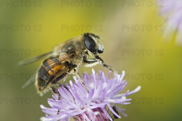 Dronefly (Eristalis tenax)