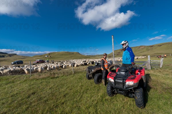 Domestic sheep (Ovis aries)