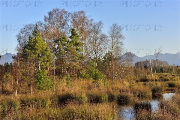 Bog pond with common Common Club-rushes (Schoenoplectus lacustris) and group of trees Common pine (Pinus sylvestris) and Downy birch (Betula pubescens) Grundbeckenmoor Raubling