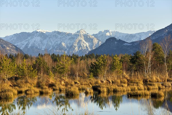 Water surface in moor landscape with birches Downy birch (Betula pubescens) and pines Scots (Pinus sylvestris) pine