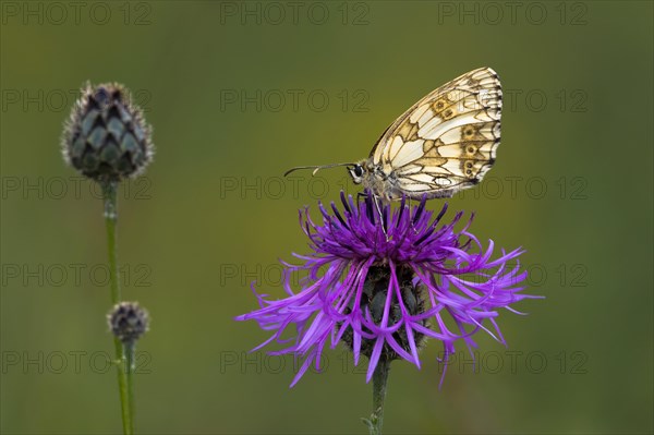 Marbled white (Melanargia galathea) on Brown knapweed (Centaurea jacea)