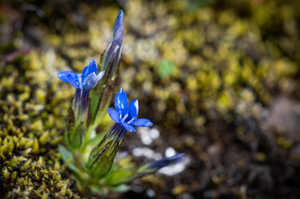 Blue gentian Clusius' gentian (Gentiana clusii)