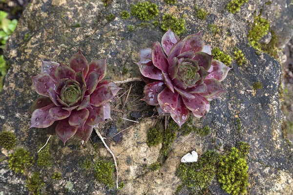 Dachhauswurz (Sempervivum tectorum)