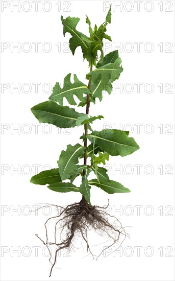 Prickly lettuce Lactuca serriola (Lactuca serriola) on white background