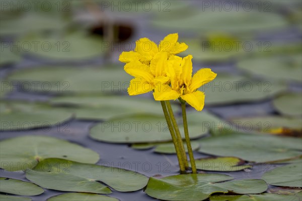 Water fringe (Nymphoides peltata)