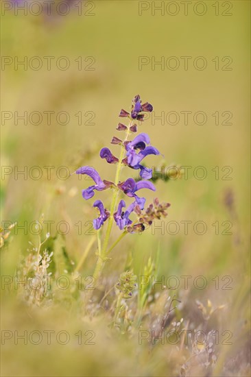 Meadow clary (Salvia pratensis) blooming in a meadow