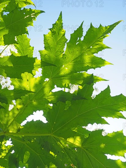 Giant hogweed (Heracleum mantegazzianum)