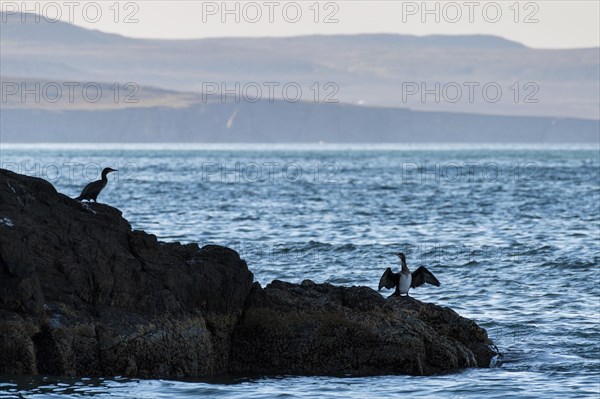 Great cormorants (Phalacrocorax carbo)