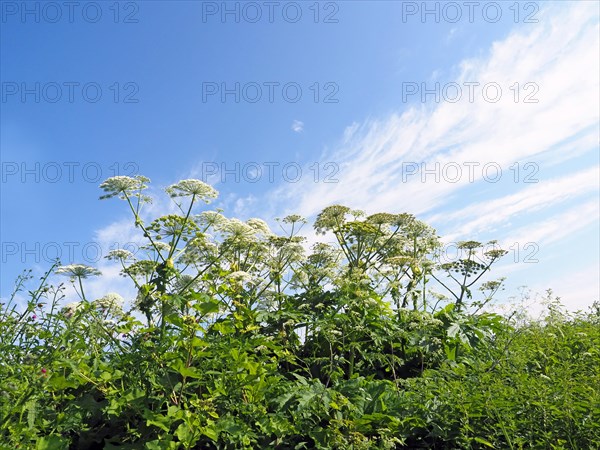 Giant hogweed (Heracleum mantegazzianum)