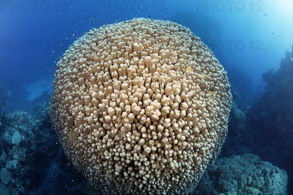 Large Hump Coral (Porites nodifera)