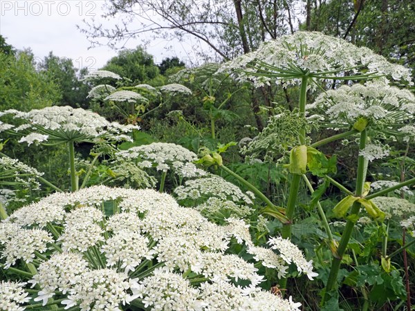 Giant hogweed (Heracleum mantegazzianum)