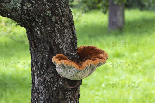 Shaggy bracket (Inonotus hispidus) on apple tree