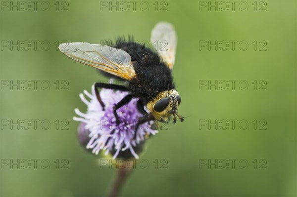 Giant tachinid fly (Tachina grossa)