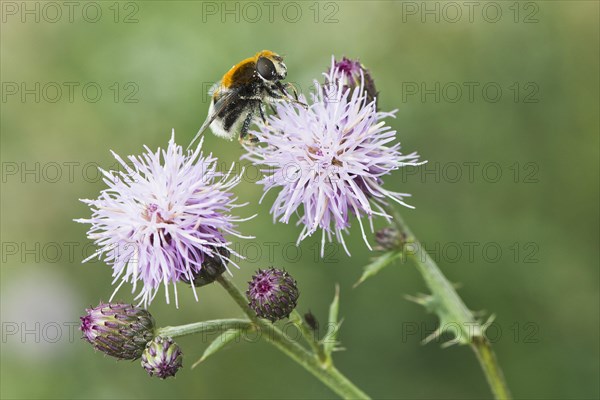 White-tailed Bumblebee (Bombus lucorum)