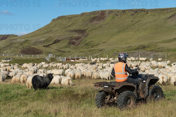 Domestic sheep (Ovis aries)