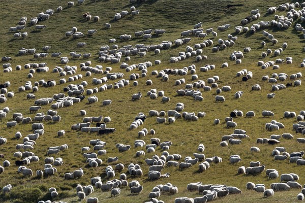 Domestic sheep (Ovis aries)