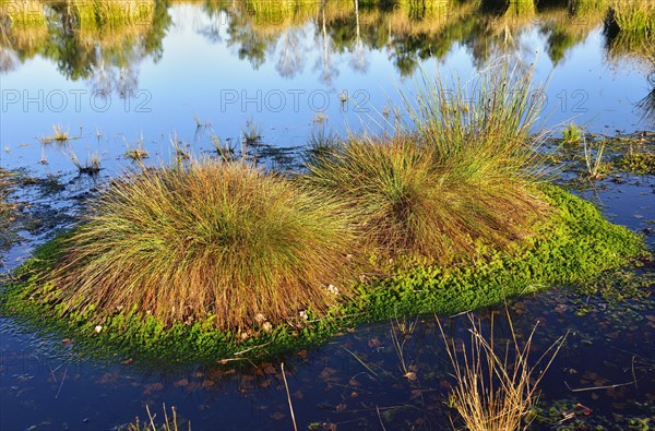 Common pond-nymph Common Club-rush (Schoenoplectus lacustris) with peat moss (Sphagnum) ingrown in bog pond