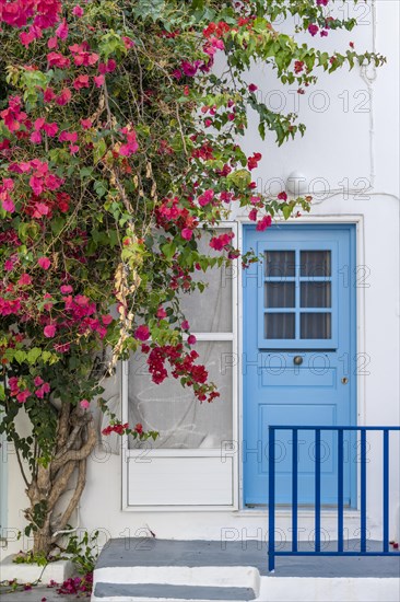 Flowering bougainvillea