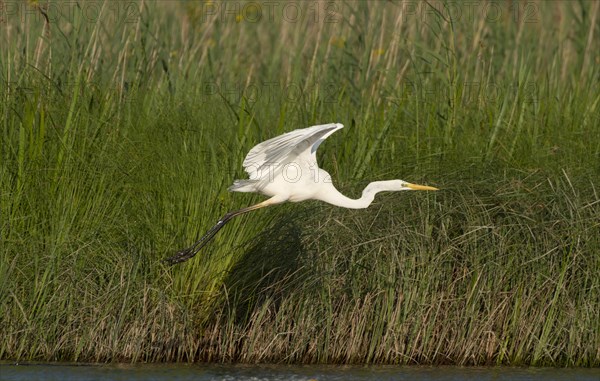 Great egret (Ardea alba)