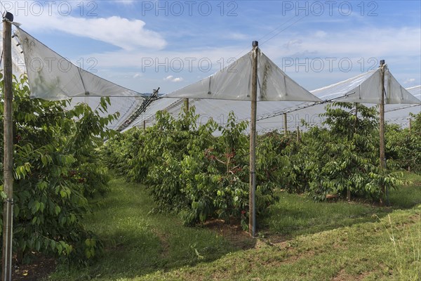 Cherry orchard with stretched hail protection