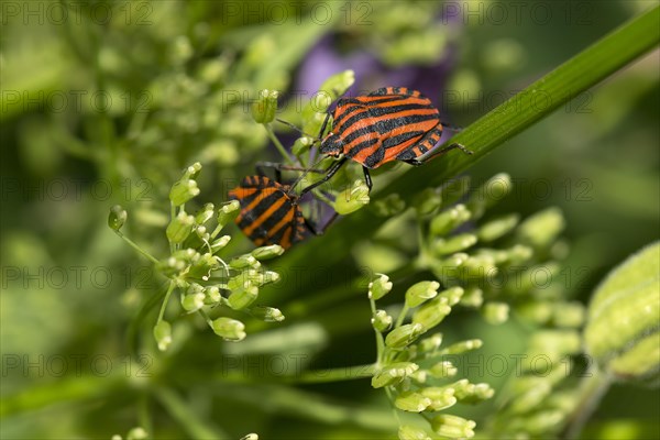 Italian striped-bug (Graphosoma italicum) on a goutweed flower Ground elder (Aegopodium podagraria)