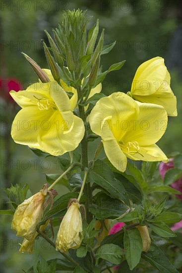 Flowers of a common evening primrose (Oenothera biennis)