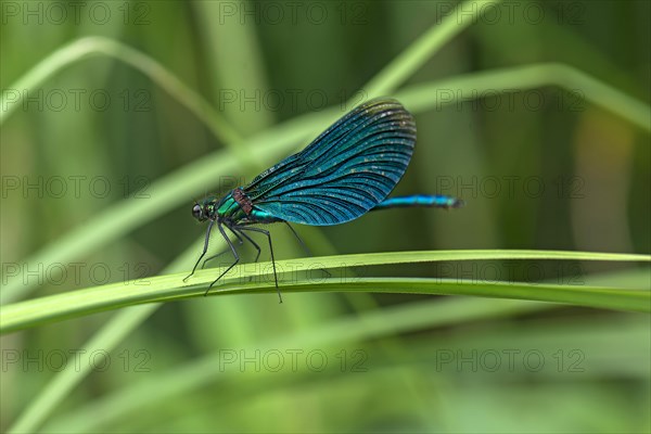 Banded damselfly Banded demoiselle (Calopteryx splendens)