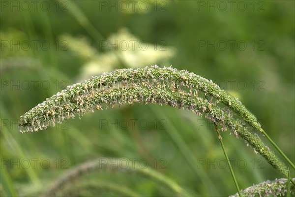 Seed stand of Meadow foxtail (Alopecurus pratensis)