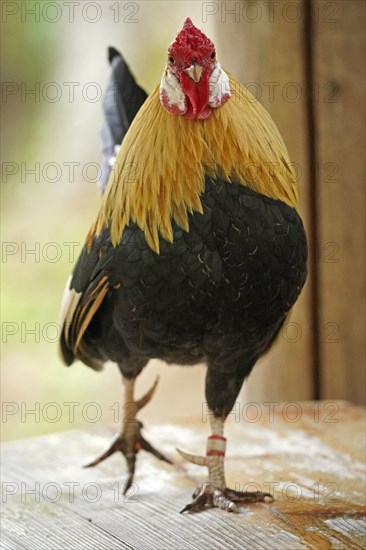 Bantam